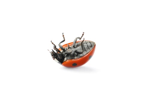 Preview: One overturned red ladybug isolated on white