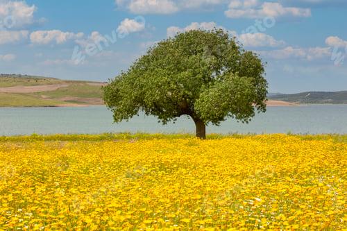 Preview: Single tree in yellow daisies field