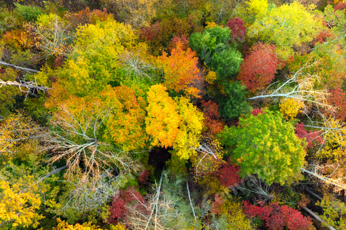 Preview: Landscape of woods nature in fall season. Colorful forest with yellow canopies in autumn