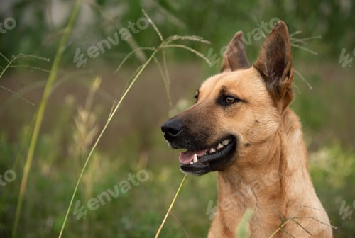 Preview: Brown Malinois dog standing amongst tall grass with its mouth open, enjoying the fresh air