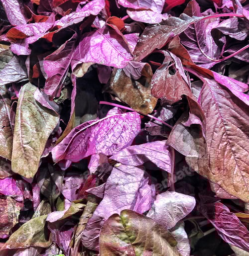 Preview: Close-up of vibrant purple and brown spinach leaves