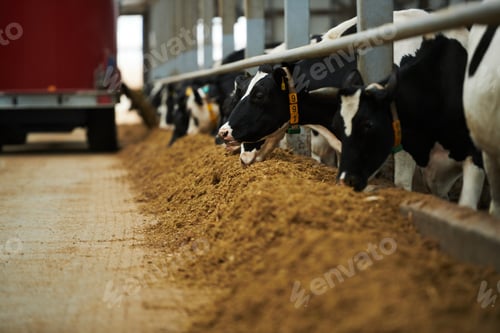 Preview: Focus on group of dairy cows standing along cowshed