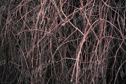 Preview: Background of dry branches of grapes