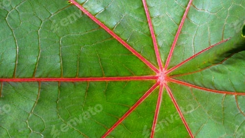 Preview: close up of a green leaf with red veins