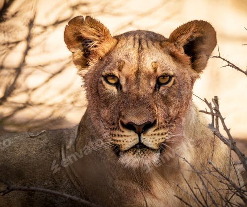 Preview: A Beautiful and Breathtaking wildlife in the World