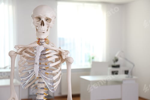 Preview: Human skeleton model in modern orthopedist's office