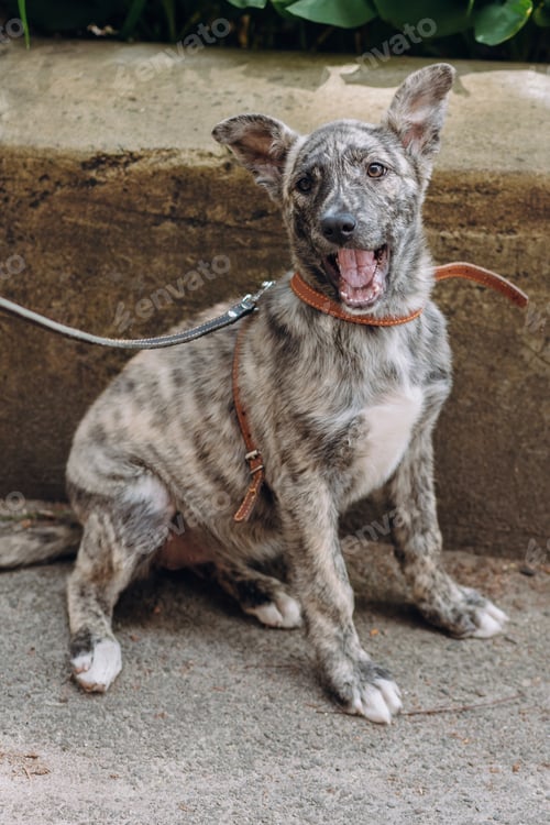 Preview: Cute little grey puppy walking with collar in city street