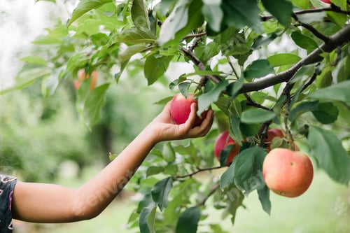 Preview: close up of girl at apple orchard during summer nearing fall or autumn picking apples