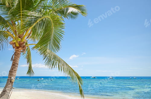 Preview: Alona Beach with coconut palm tree on Bohol Panglao Island, Philippines.