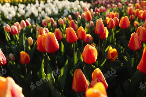 Preview: Beautiful blooming tulips in field on sunny day