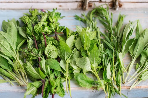 Preview: Various of garden herbs