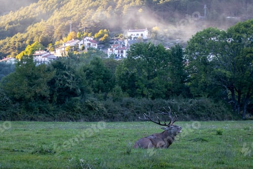 Preview: One adult deer during the rutting season.