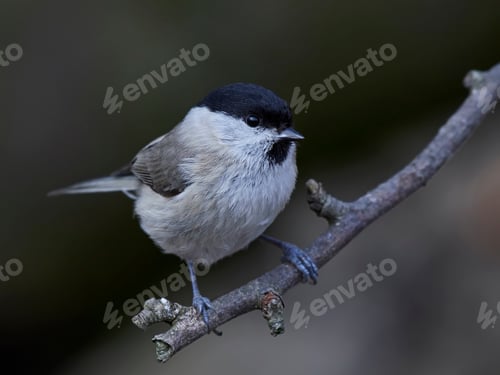 Preview: Marsh tit (Poecile palustris)