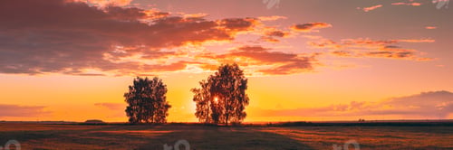 Preview: Sun Shining Through Tree Canopy. Trees Woods In Meadow During Sunset Sunrise. Bright Colorful