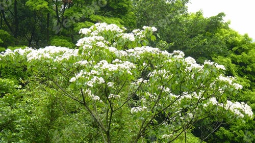 Preview: Closeup shot of a Tung Oil Tree in the daylight