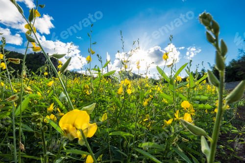 Preview: Close-up Sunn hemp, Chanvre indien, Crotalaria juncea yellow blossom in field with sunlight