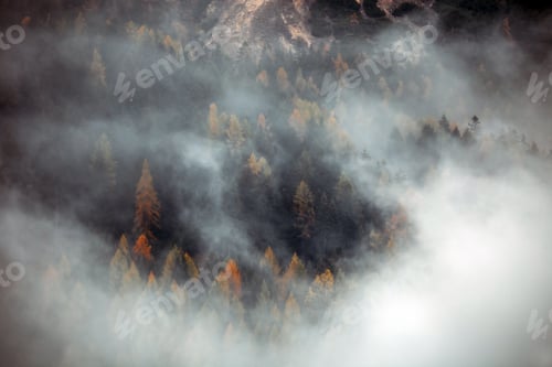 Preview: Forest with dense fog in the morning.
