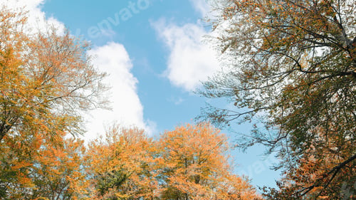 Preview: Orange saturated color leaves in Autumn forest