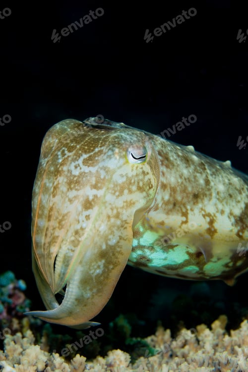 Preview: Close-up of cuttlefish