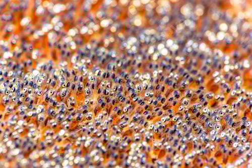 Preview: Brood of clownfish eggs