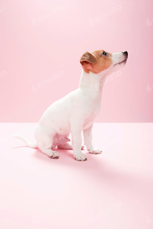 Preview: Jack russell puppy isolated on pink background