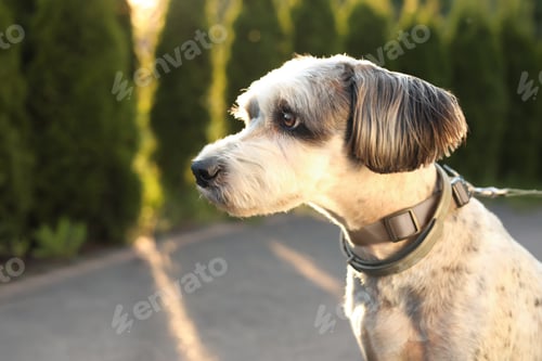 Preview: Cute dog with leash outdoors, closeup. Space for text