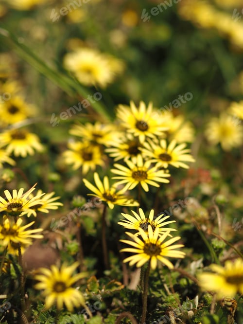 Preview: Lots of weeds