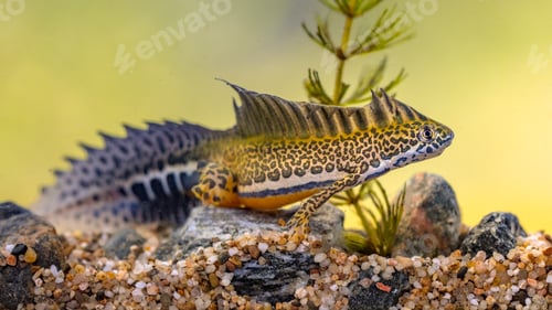 Preview: Southern banded newt aquatic animal in natural underwater habitat