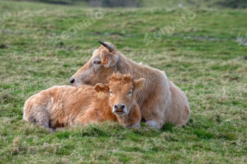 Preview: A cow and its calf lying in the grass