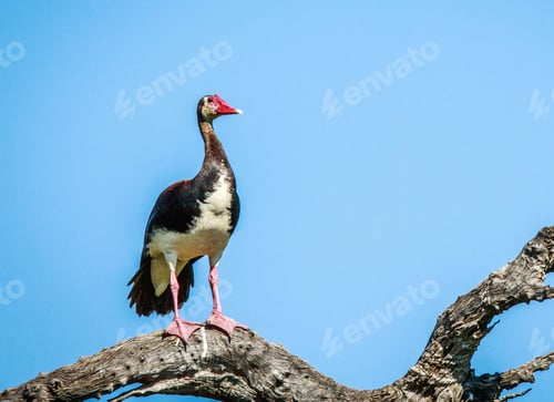 Preview: A Magical Botswana Wildlife pictures