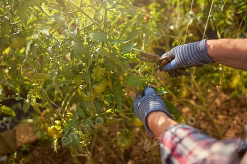 Preview: Garden pliers being used for securing tomato plants