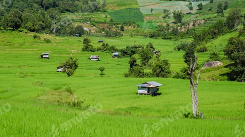 Preview: Terraced Rice Field in Chiangmai, Royal Project Khun Pae Northern Thailand