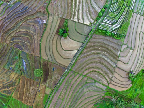 Preview: Beautiful morning view indonesia Panorama Landscape paddy fields with beauty color and sky natural