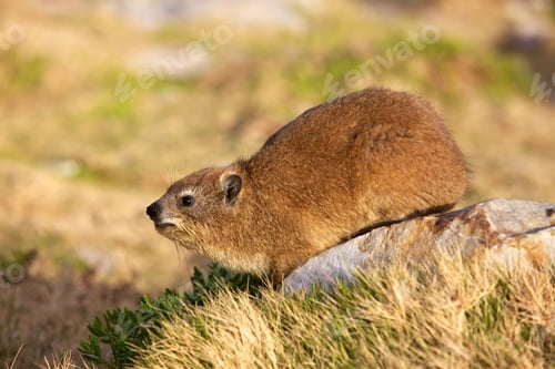 Preview: Cape Hyrax