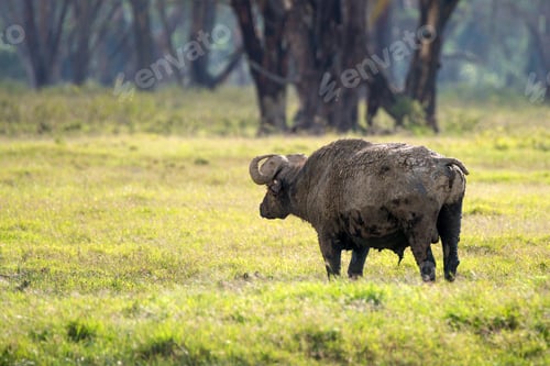 Preview: Back view of African buffalo in savannah