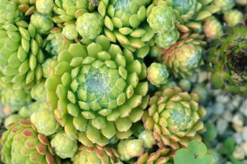 Preview: Beautiful Green 'Cobweb Houseleek Sempervivum Arachnoideum' Succulent Plant Background