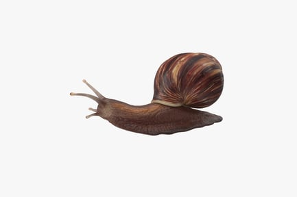 Preview: Grove Snail with Striped Shell