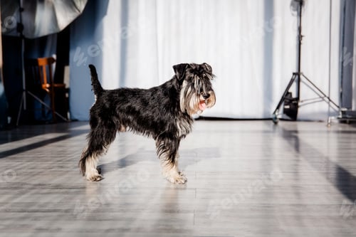 Preview: Miniature schnauzer dog at home. Dog at studio. Training dog
