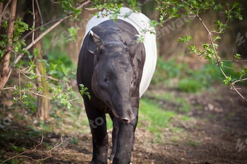 Preview: Malayan Tapir, also called Asian Tapir (Tapirus indicus)