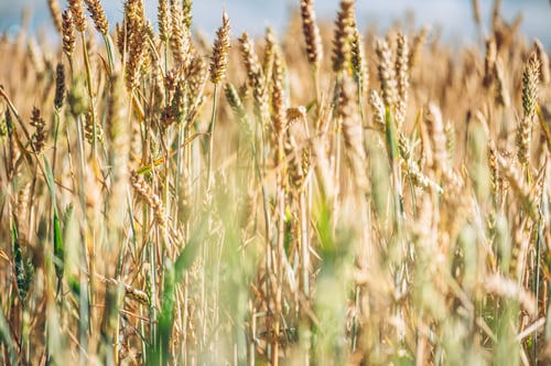 Preview: Field of golden wheat