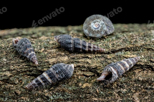 Preview: Small spiral shell on textured bark