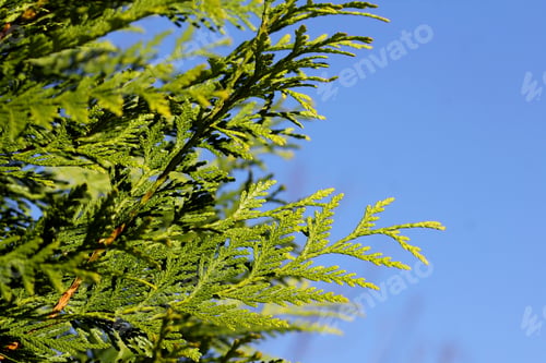 Preview: Green Pine Needles Against Blue Sky - Photograph Of Bright Green Branches Of A Pine Tree With A