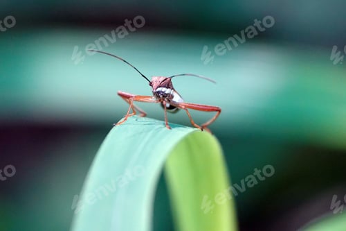 Preview: Close-up shot of a Rice ear bug atop a green leaf