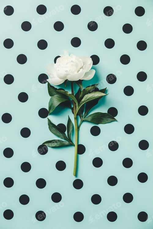 Preview: Flat-lay of Beautiful peony flower on homemade blue polka dots background