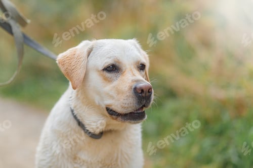 Preview: Close-up portrait of dog breed labrador in nature