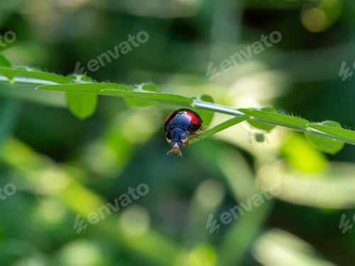 Preview: Close up of Asian lady beetle