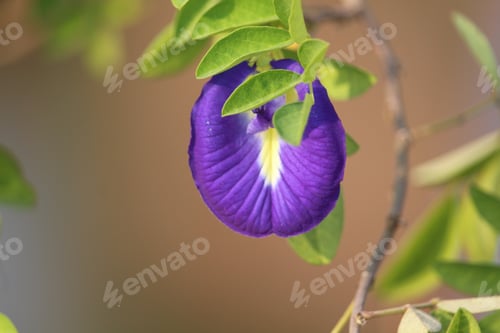 Preview: The Telang flower photo