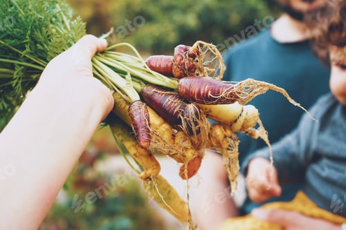 Preview: Colorful group of carrots just harvested