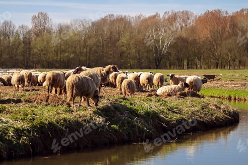 Preview: Flock of sheep peacefully grazing