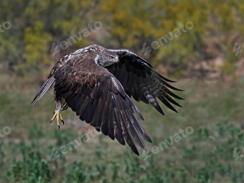 Preview: Bonellis eagle (Aquila fasciata)